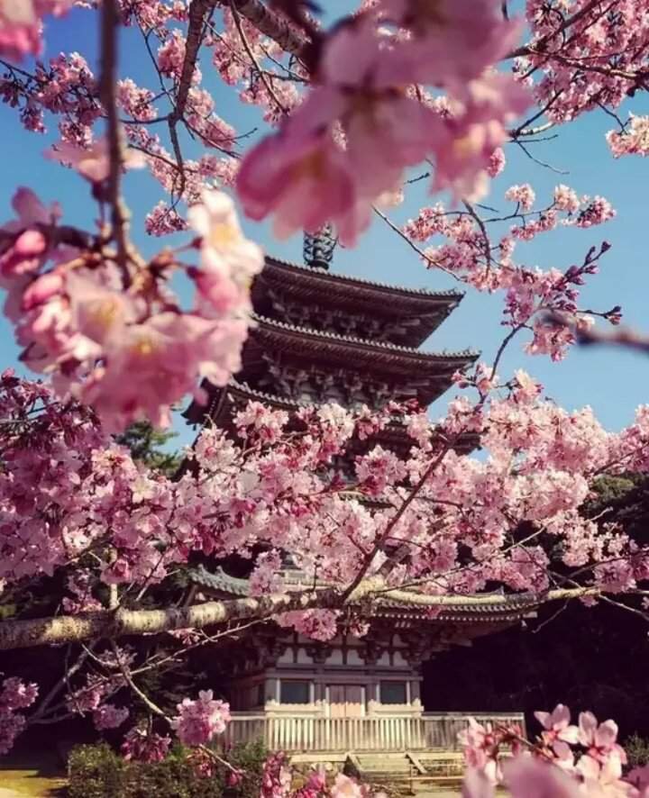 Китай сакура фото В этот день жизнь остановилась... Тайны xx века Дзен
