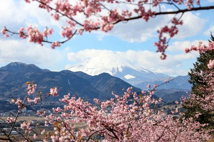 Китай сакура фото Three Tokyo day trips to see early cherry blossoms - the wandering cam