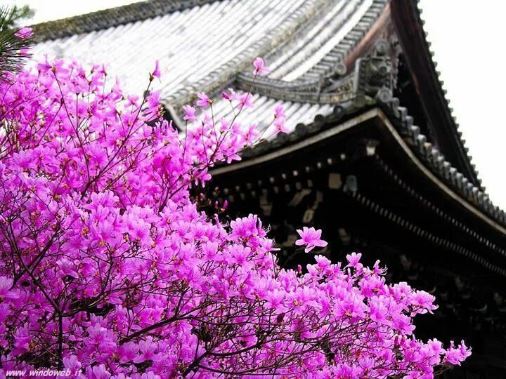 Китай сакура фото Pin by Wellness For Life on Acupuncture Cherry blossom wallpaper, Beautiful wall