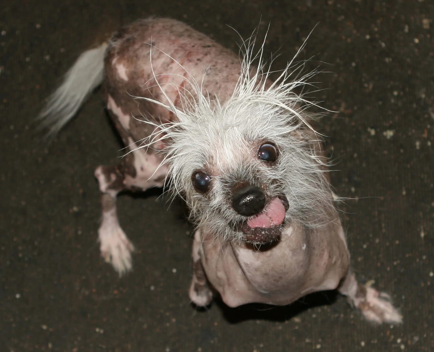 Китайская хохлатая собака фото 100+ Ugly Dog Pictures page 2 Wallpapers.com