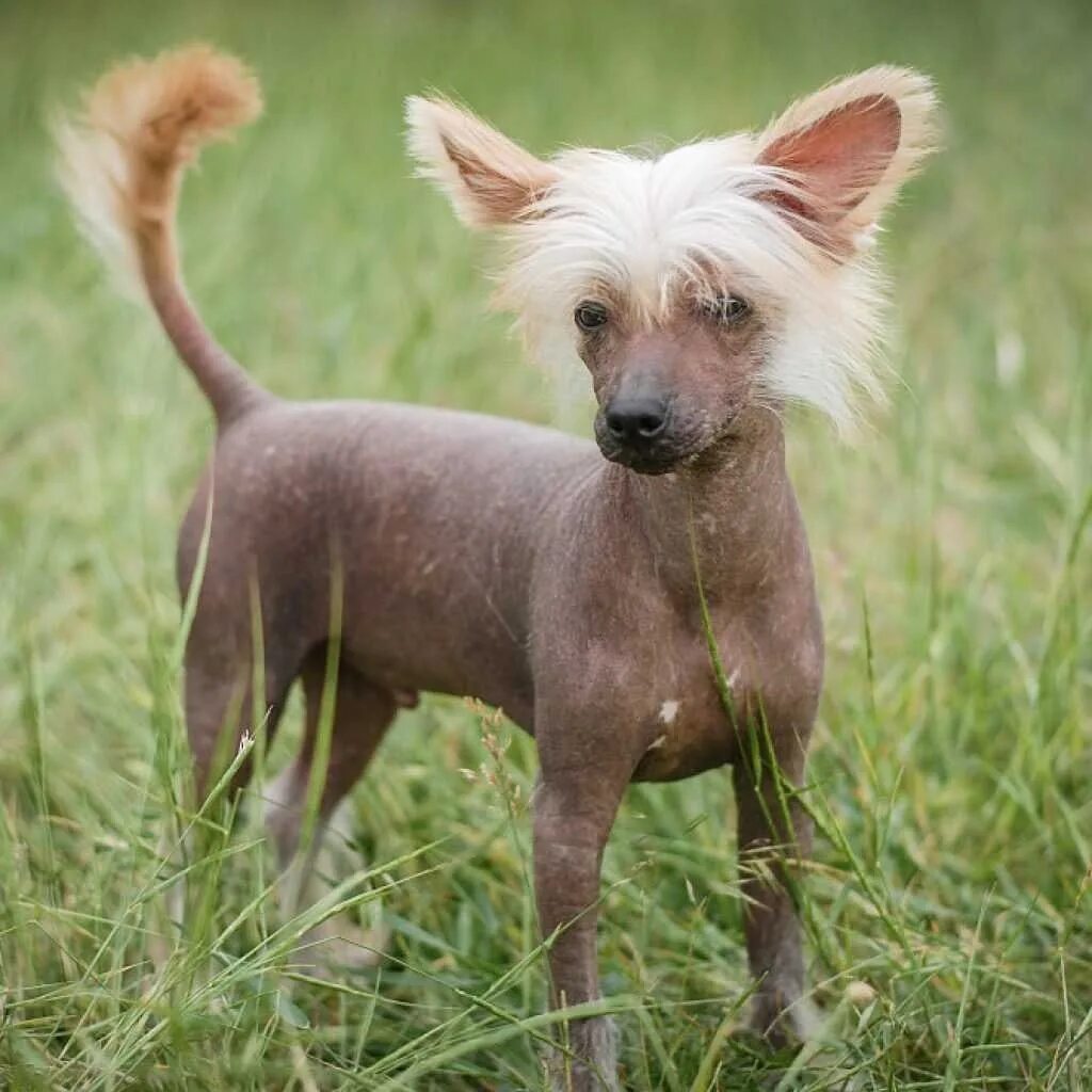 Китайская хохлатая собака фото Missing dog ,, Chinese crested" At about 20:00 in the area of Nekrasov Tkachev, 