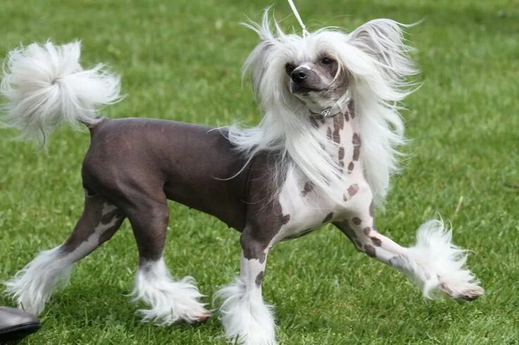 Китайская хохлатая собака фото Chinese naakthond Chinese crested dog, Chinese crested, Dog grooming