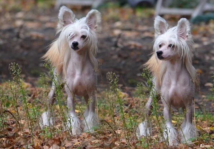 Китайская хохлатая собака фото Pin on мои любимые животные Animals, Horses, Goats
