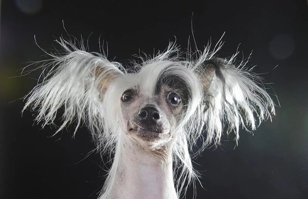 Китайская хохлатая собака фото Sophie Gamand photographs hairless dogs in her series, "Prophecy.