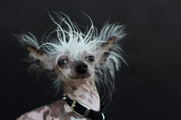 Китайская хохлатая собака фото Meet The World’s Official Ugliest Dog Ugly dogs, World ugliest dog, Ugliest dog 