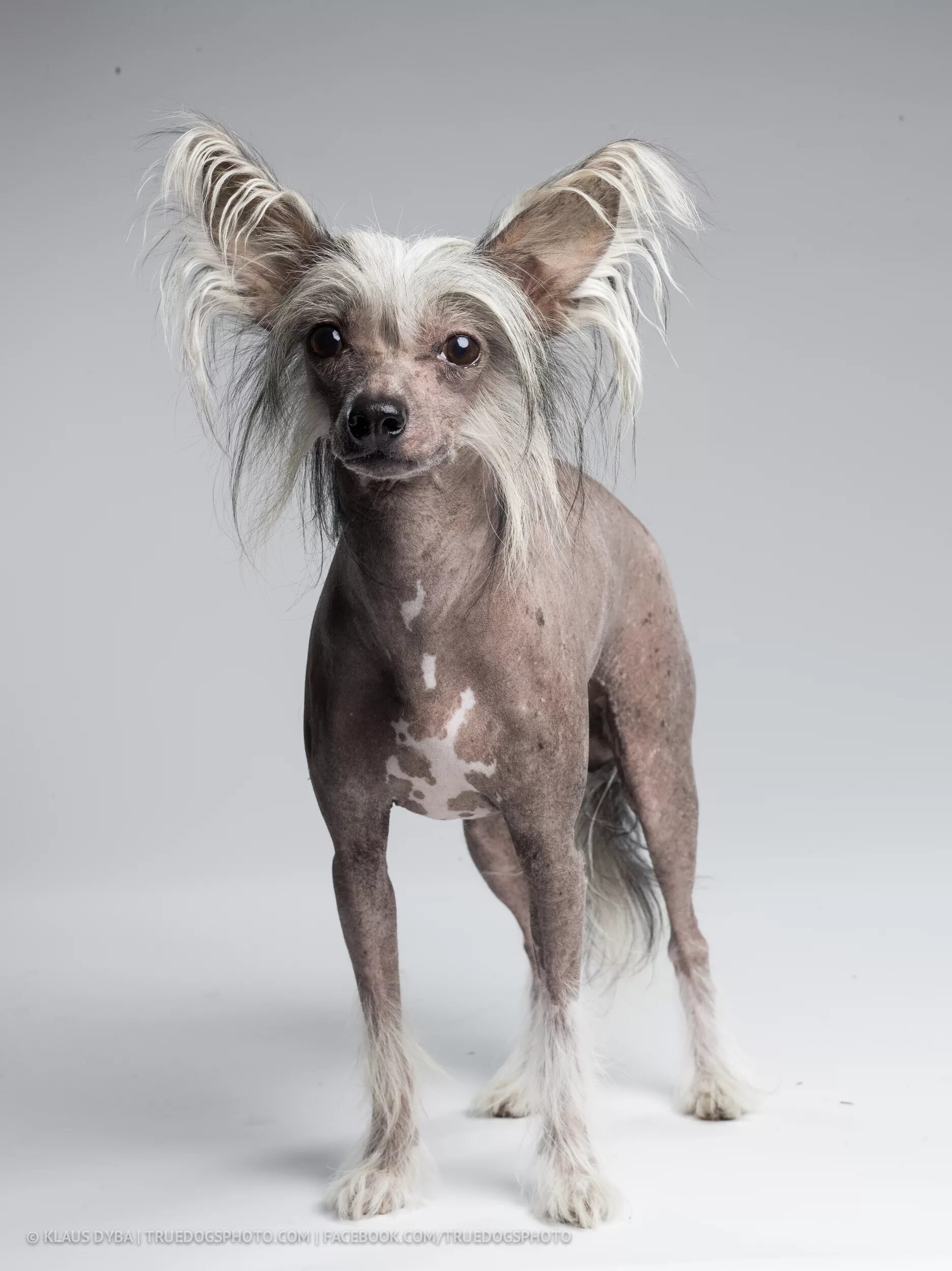 Китайская хохлатая собака фото CHINESE CRESTED DOG BOW TIE / shot with Phase One P40+ on Behance