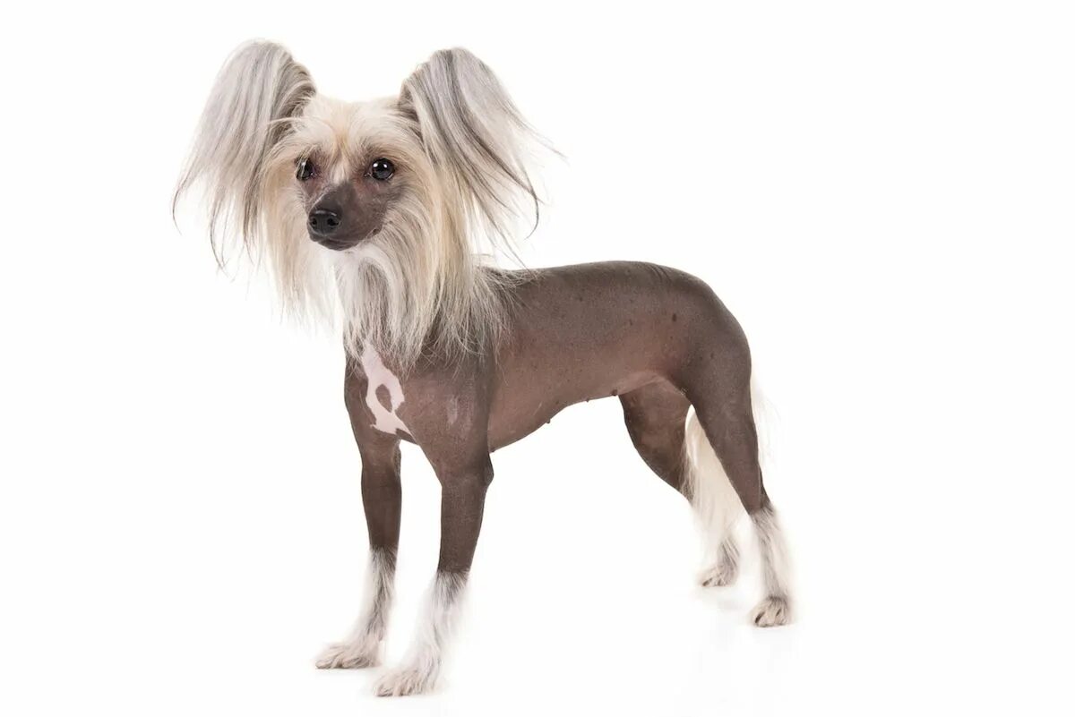Китайская хохлатая собака фото Chinese Crested Dog Breed Information Chinese crested dog, Chinese crested, Dog 