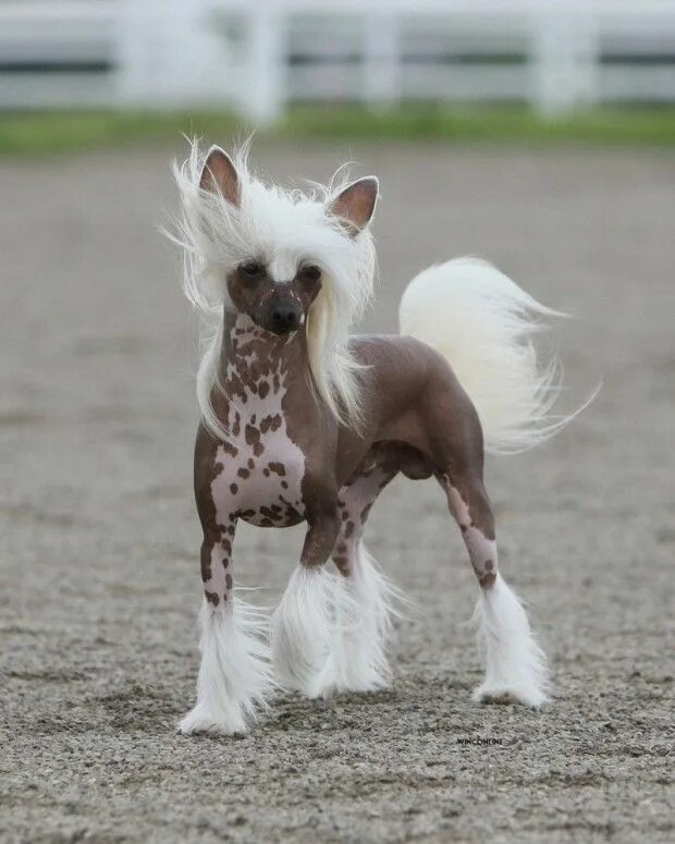 Китайская хохлатая собака фото These Dogs Have the Best Hair Day, Every Day. Dog breeds, Chinese dog, Chinese c
