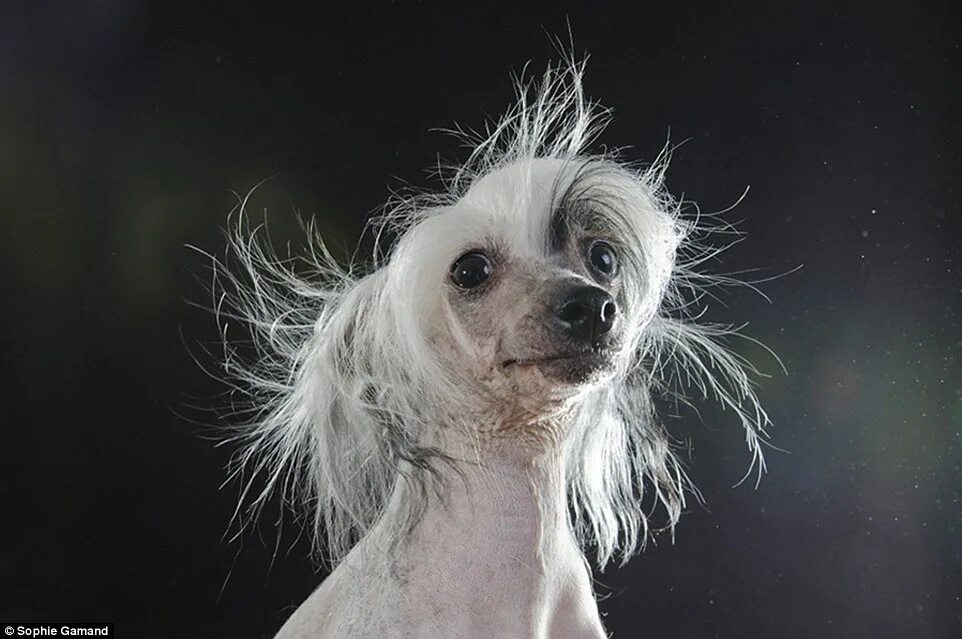 Китайская хохлатая собака фото Photographer Sophie Gamand captures portraits of bald dog breeds Daily Mail Onli