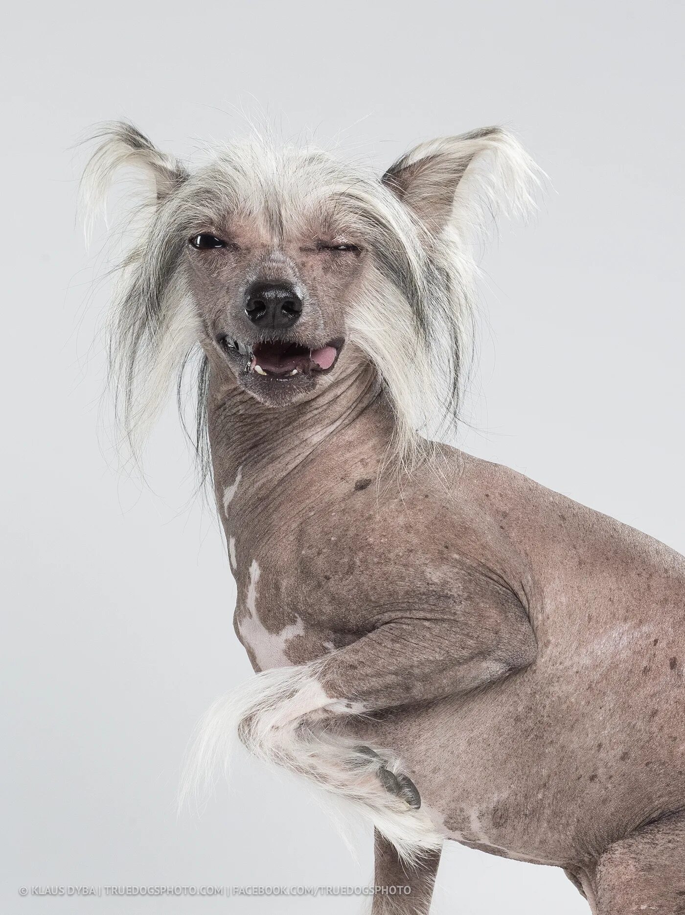 Китайская хохлатая собака фото CHINESE CRESTED DOG BOW TIE / shot with Phase One P40+ :: Behance