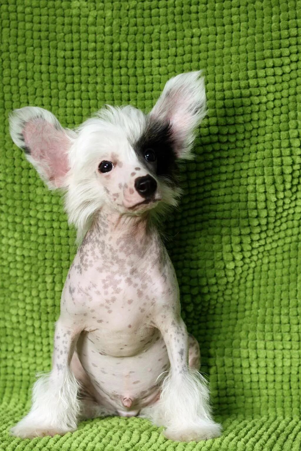 Китайская хохлатая собака фото Chinese Crested Dog - Chinese Sweet Angel Aston Martin