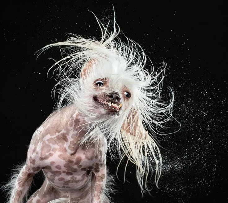 Китайская хохлатая собака фото Shake: Hilarious High-Speed Photographs of Dogs Shaking by Carli Davidson - Colo