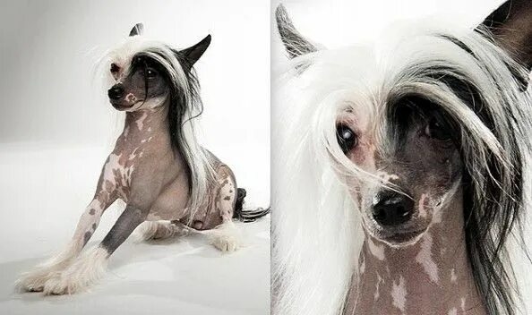 Китайская хохлатая собака фото Save Lives! Chinese Crested Dog Rescue on GoFundMe - $200 raised by 1 person5 mo
