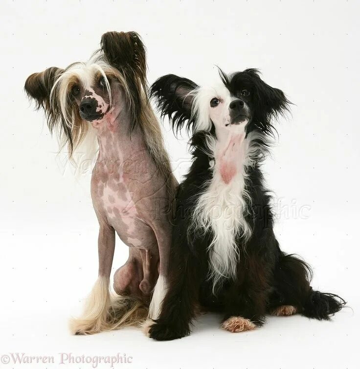 Китайская хохлатая собака фото Chinese-crested-dog-pair Chinese crested dog, Chinese crested, Hairless dog
