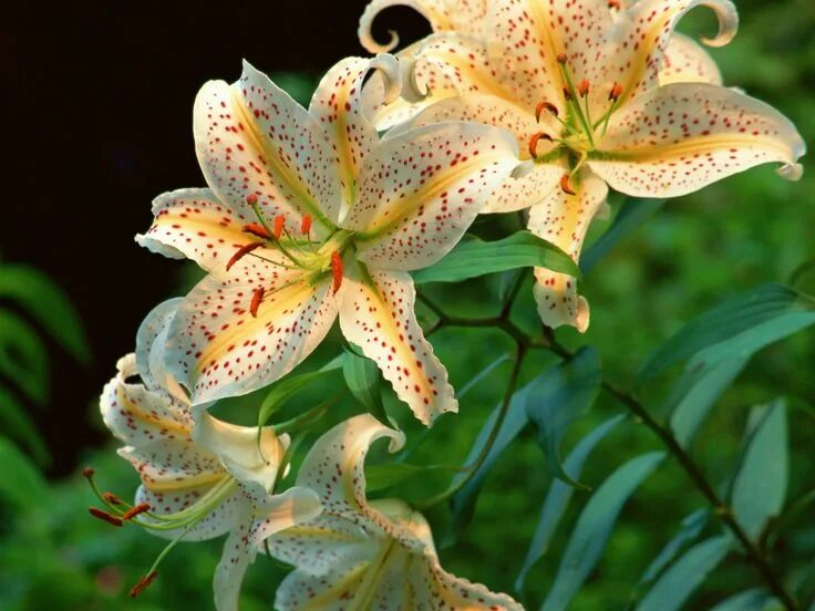 Китайская лилия цветок фото lilies - Google Images