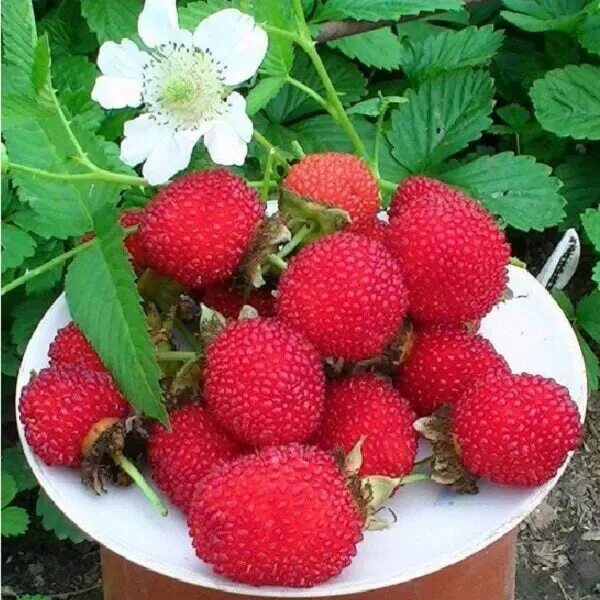 Китайская малина фото и описание отзывы садоводов For sale seedlings of Tibetan (rose-leaved) raspberries from their garden. Tibet