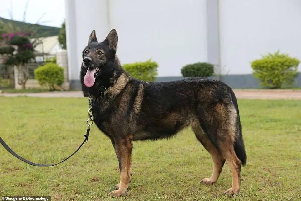 Китайская овчарка фото China clones 'Sherlock Holmes' police dog to cut... Daily Mail Online