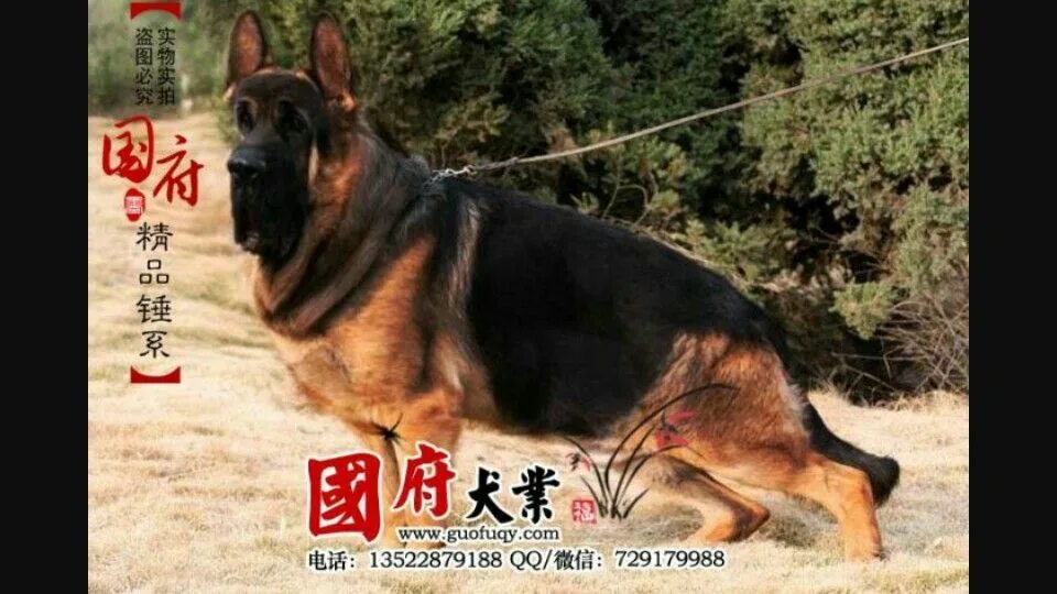 Китайская овчарка фото цена Pin on gsd bad breeding