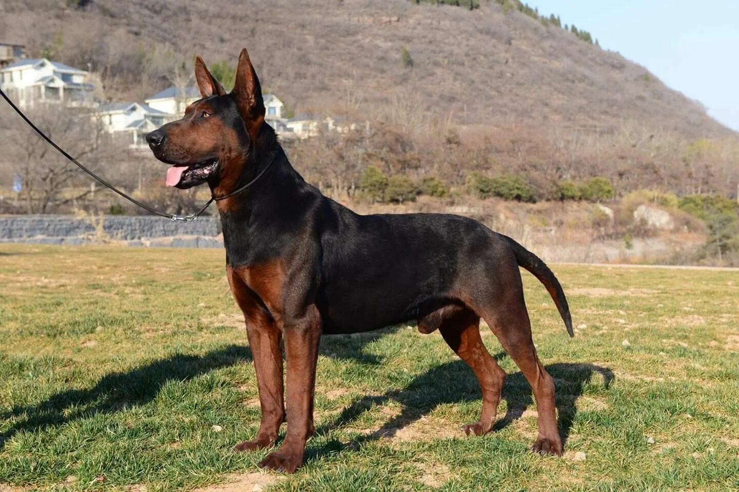 Китайская овчарка фото цена CHINESE RED DOG Laizhou Hong Dog, 2 Years Old