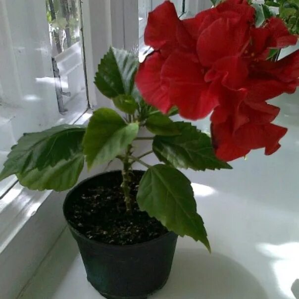 Китайская роза комнатная фото I will buy a Chinese rose (hibiscus Chinese), preferably not very large Photo fo