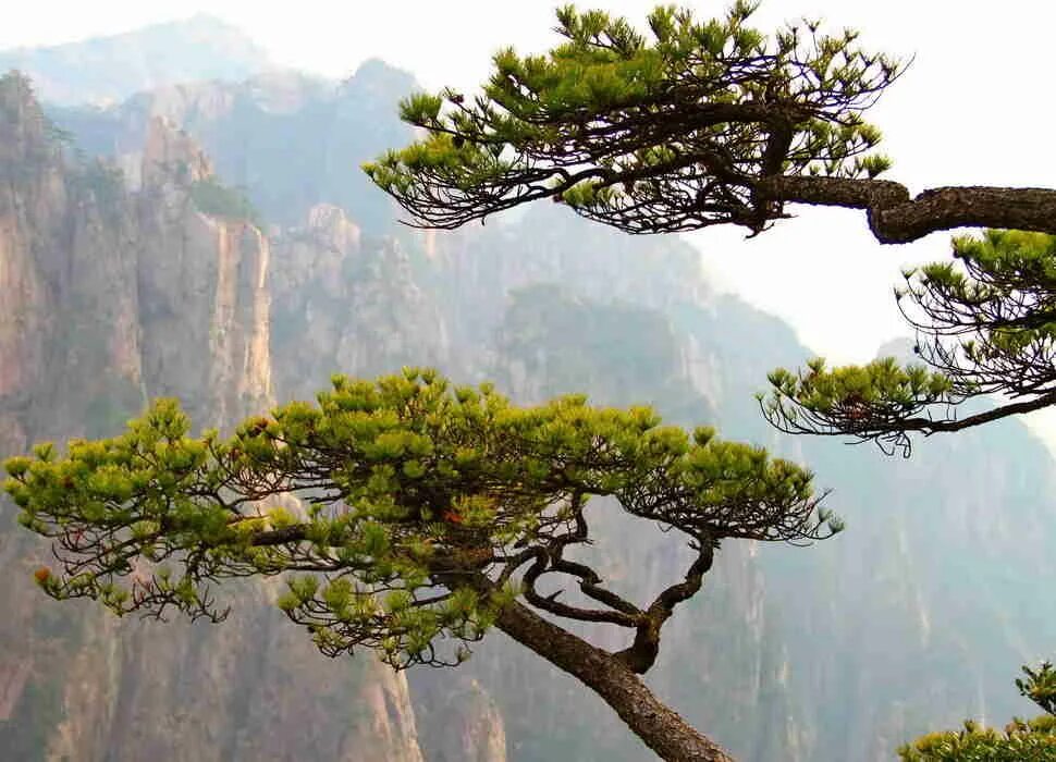 Китайская сосна фото This Country's Mountains Are Basically 'Avatar' in Real Life Tree images, Chines