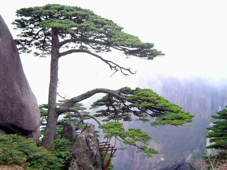 Китайская сосна фото Free Stock photo of Welcome Pine Trees at Yellow Mountains in China Yellow mount