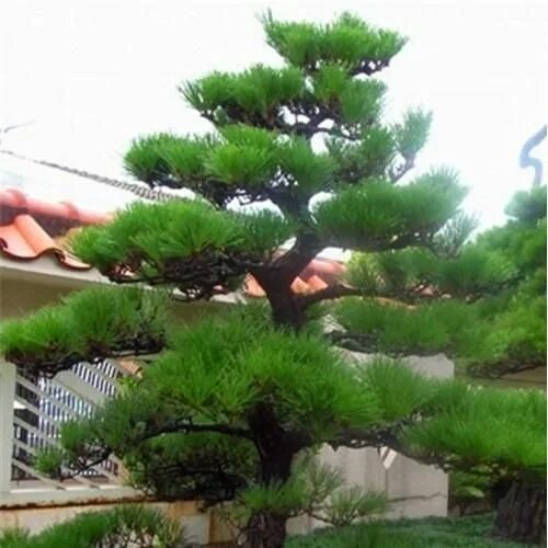 Китайская сосна фото Red Pine Tree Seeds - Okejely Garden Plant