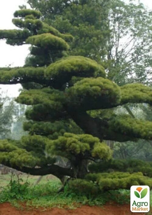 Китайская сосна фото Сосна Табулиформис 3-х летняя (Pinus Tabuliformis) С1,5, высота 30-40см купить п