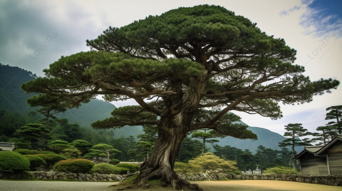 Китайская сосна фото Japan Tree Images, HD Pictures For Free Vectors Download - Lovepik.com