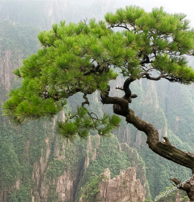 Китайская сосна фото Top 8 Huangshan Pine Trees - Essence of Chinese Pine Tree