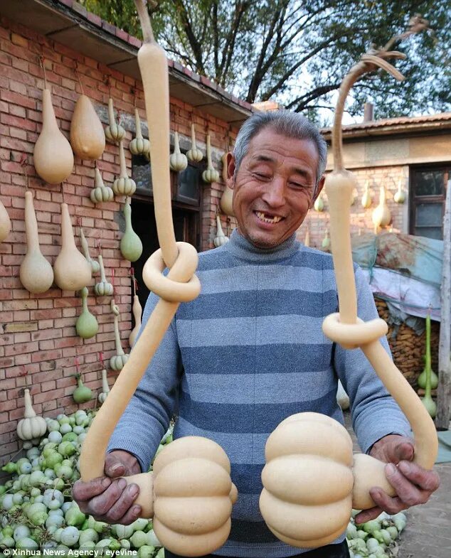 Китайская тыква фото Gardener grows amazing gourds in Chinese village that is rising to national fame