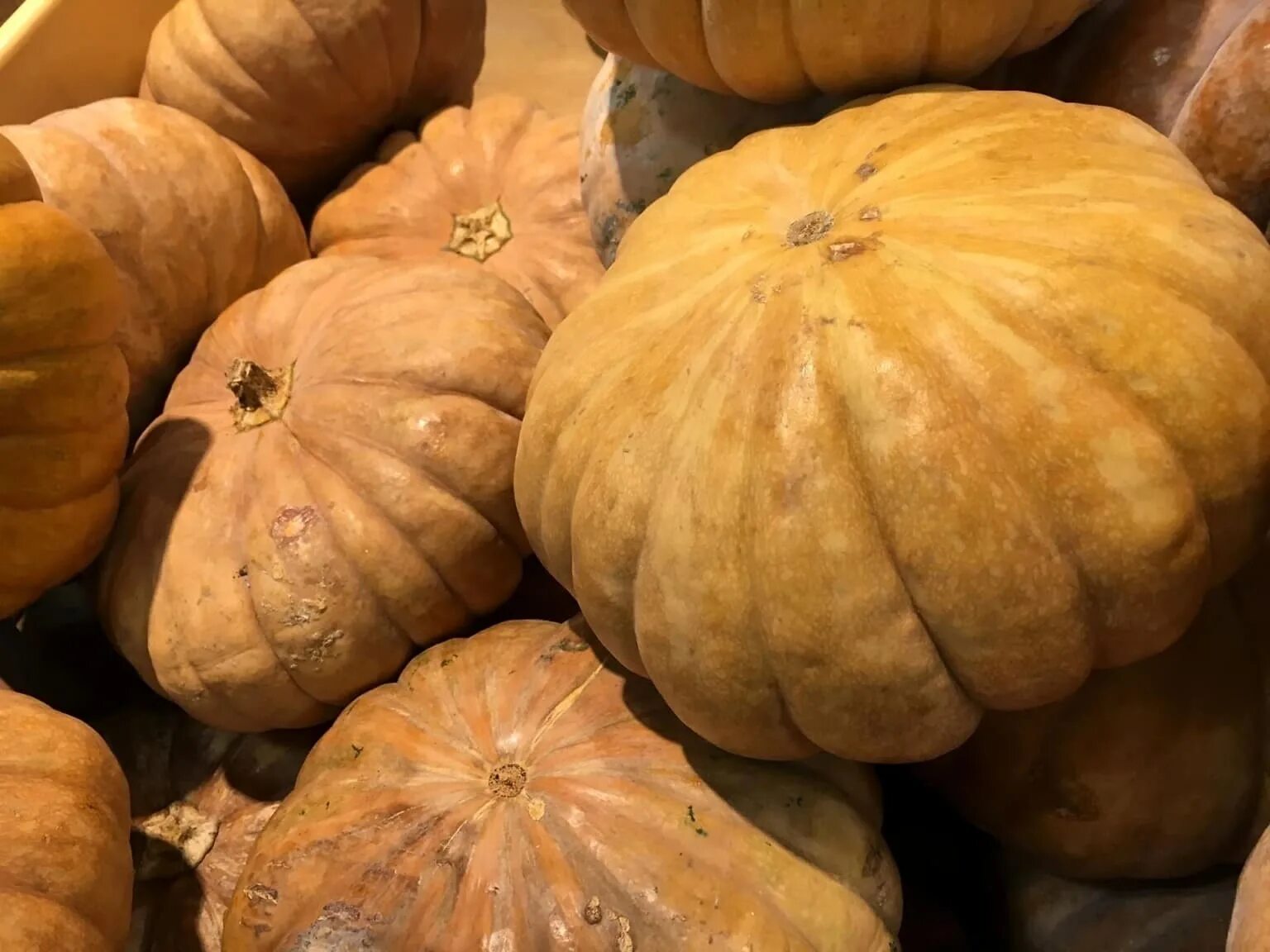 Китайская тыква фото Free picture: colorful, pumpkin, food, vegetable, market, plant, autumn, leaf