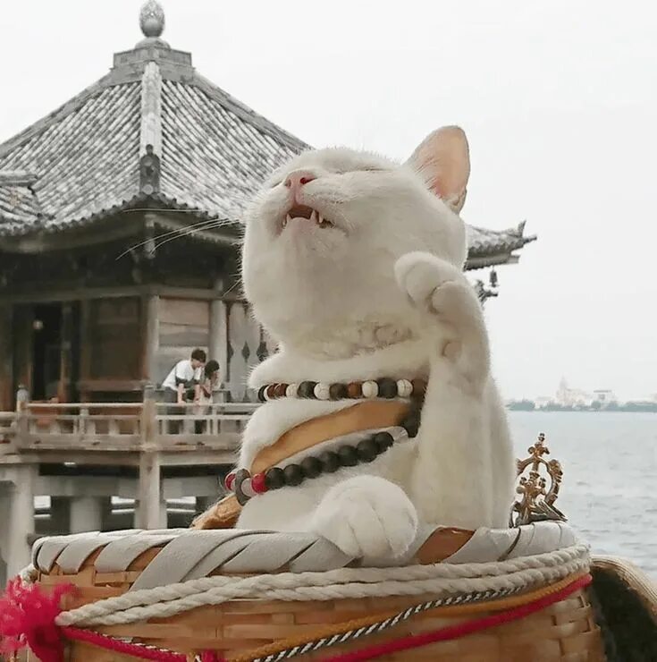 Китайские кошки фото Japan Has A Cat Shrine Complete With A Cat Monk And Cat Assistants Japanese cat,