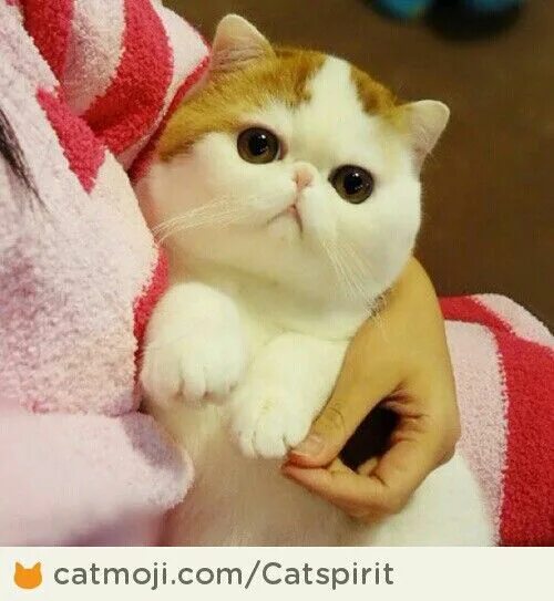 Китайские кошки фото ♥. Snoopy Cat-Exotic Short Hair.♥. Cute cats, Snoopy cat, Exotic shorthair cat