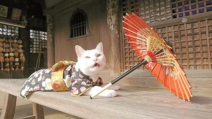 Китайские кошки фото There Is A Cat Temple In Japan And Its Monks Are The Cutest Japanese cat, Cats, 