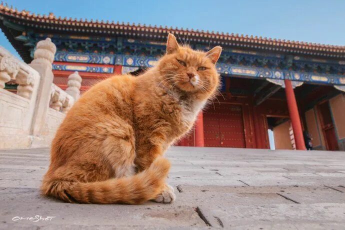 Китайские кошки фото Chinese stray cat famous for its successful World Cup predictions dies Cats, Str