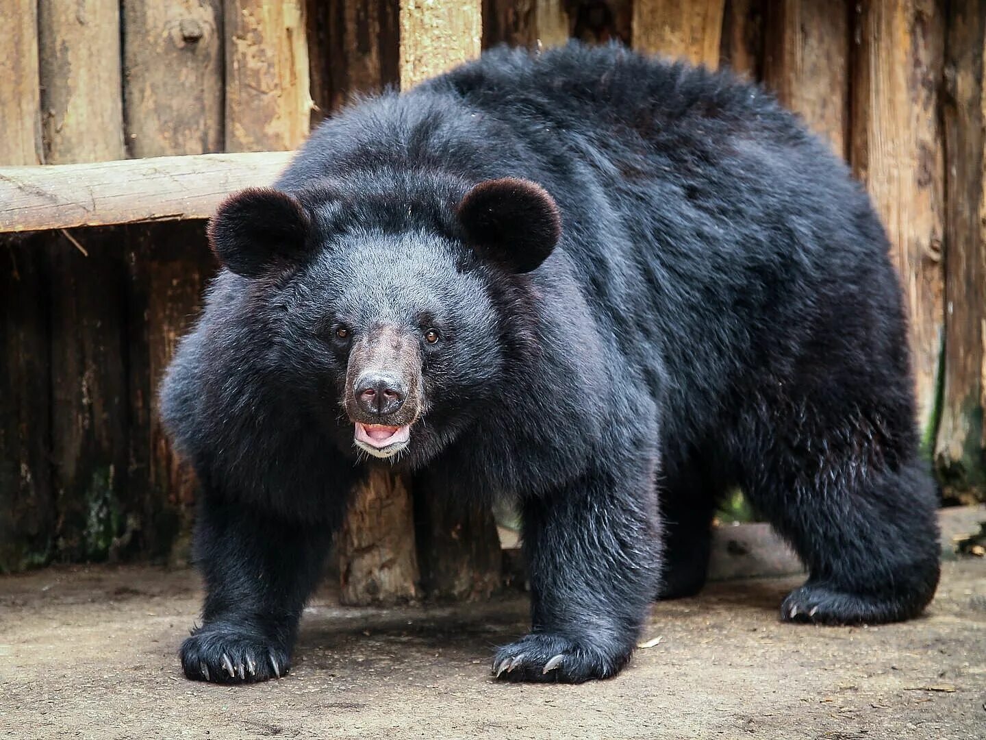 Китайские медведи фото Our animals Berdyansk Zoo Safari