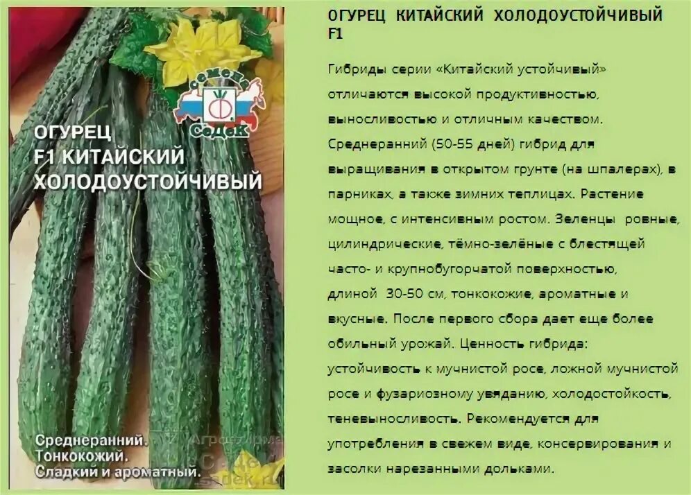 Китайские огурцы фото и описание Огурцы Китайские: обзор сортов 2017 - 2018 Дача