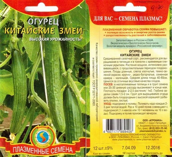 Китайские огурцы фото и описание Огурчик семена:) - Фотография 9 из 24 ВКонтакте