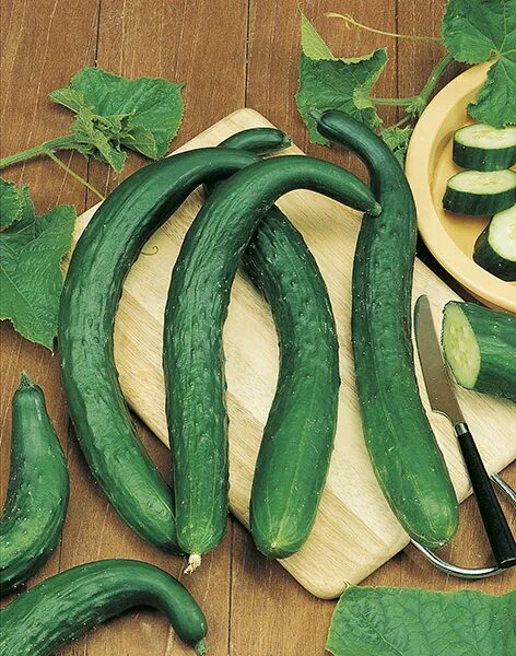 Китайские огурцы фото и описание LONGO DA CHINA Conventional Seeds, CUCUMBER ⋆ De Corato Sementi