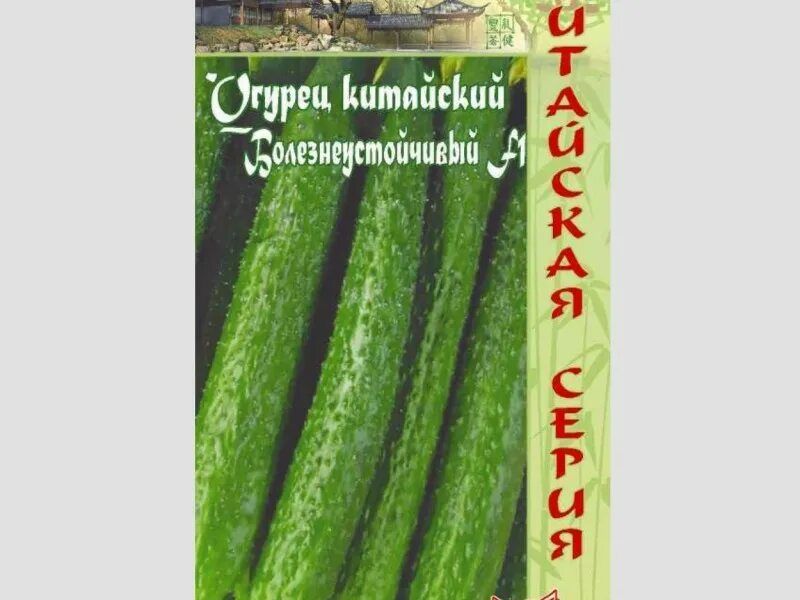Китайские огурцы фото и описание Огурец Китайский Болезнеустойчивый F1 цп (сер. Китайская) - семена огурцов купит
