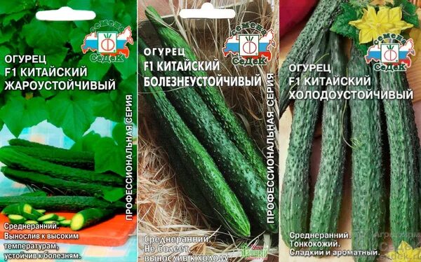 Китайские огурцы фото и описание Огурцы Седек Устойчивые - купить по выгодным ценам в интернет-магазине OZON (547