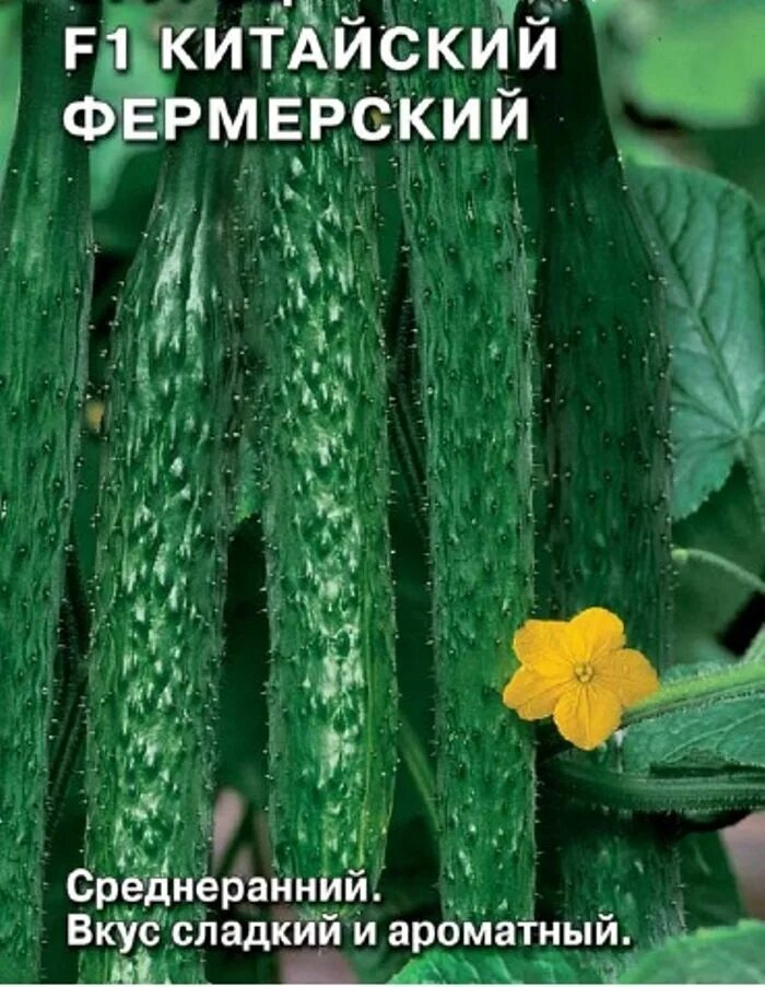 Китайские огурцы фото и описание Огурцы Седек Тор28137 - купить по выгодным ценам в интернет-магазине OZON (57000