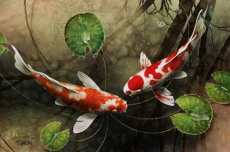 Китайские рыбки фото Terry Gilecki - Limited Editions (Giclees) White Rock Gallery Koi fish drawing, 