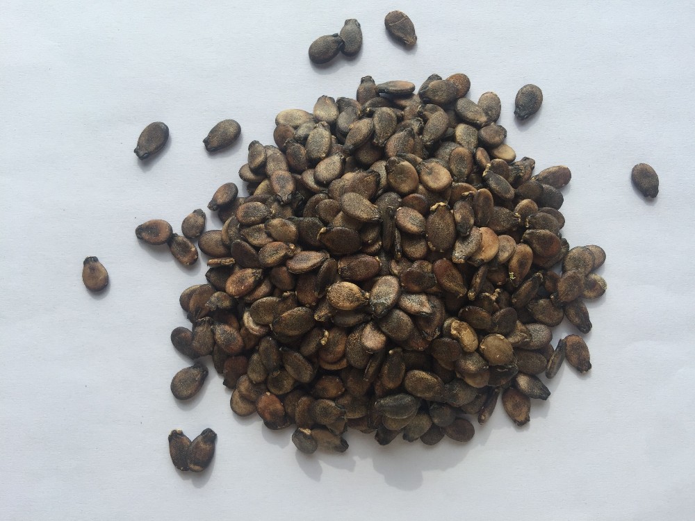 Китайские семена фото Wholesale Big Pearl Chinese oblong watermelon seeds - Shuangxing Manufacturer an