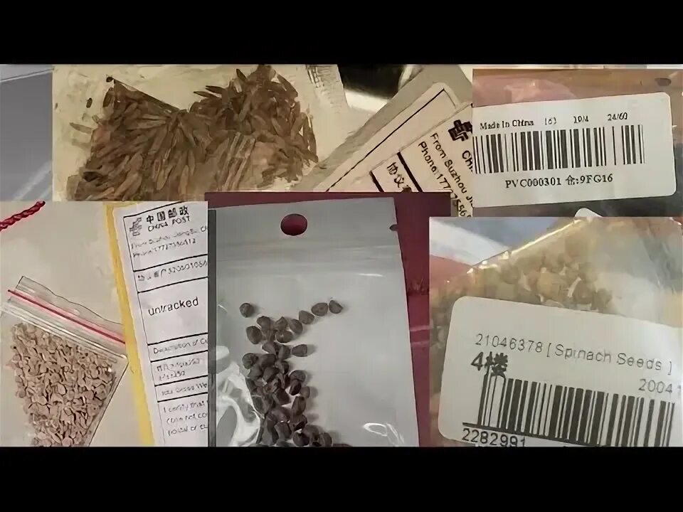 Китайские семена фото Mystery Seed Package From China Shows Up in NYC Woman's Mailbox NBC New York - Y