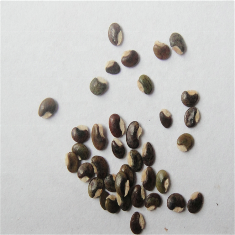 Китайские семена фото Telegraph plant seeds Chinese Dancing seeds Desmodium gyrans seeds,China price s
