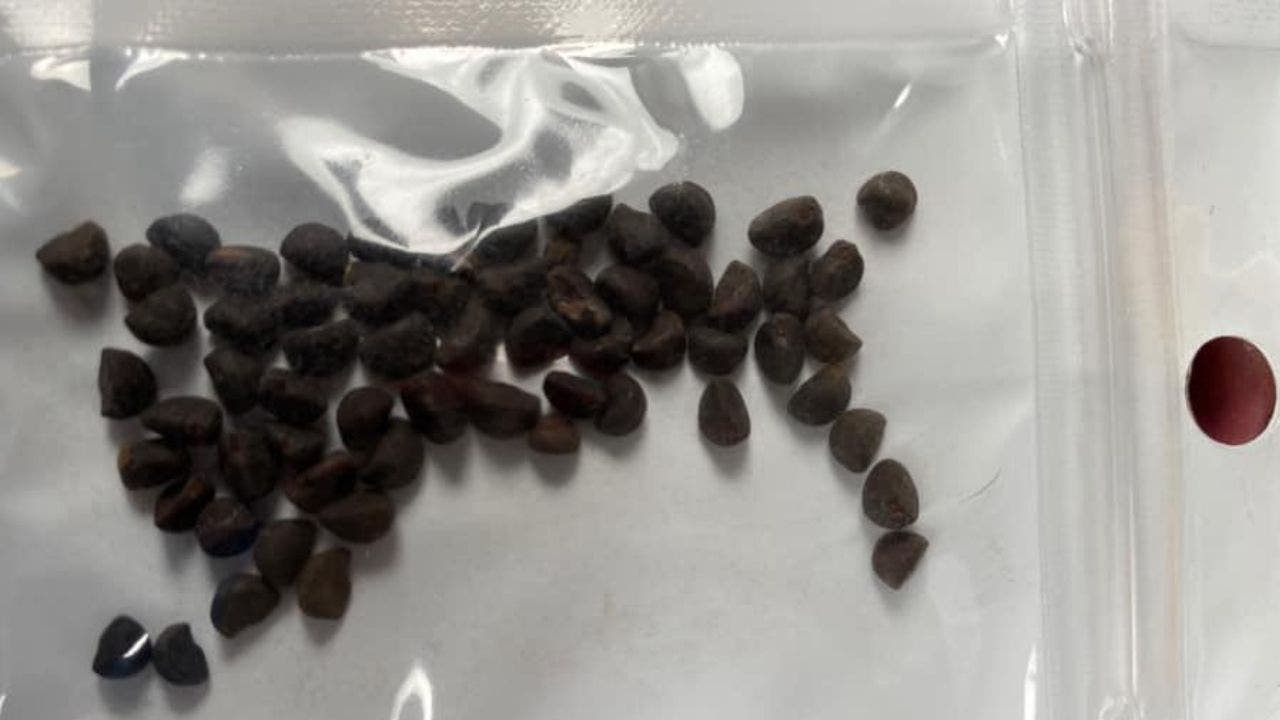 Китайские семена фото Mysterious seeds being mailed could be from China