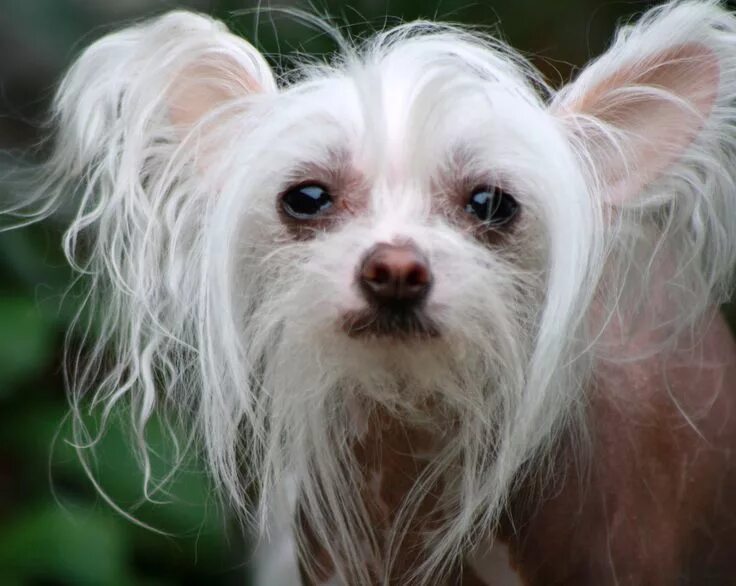 Китайские собаки фото chinese crested toy dog Chinese crested dog, Hairless dog, Chinese crested