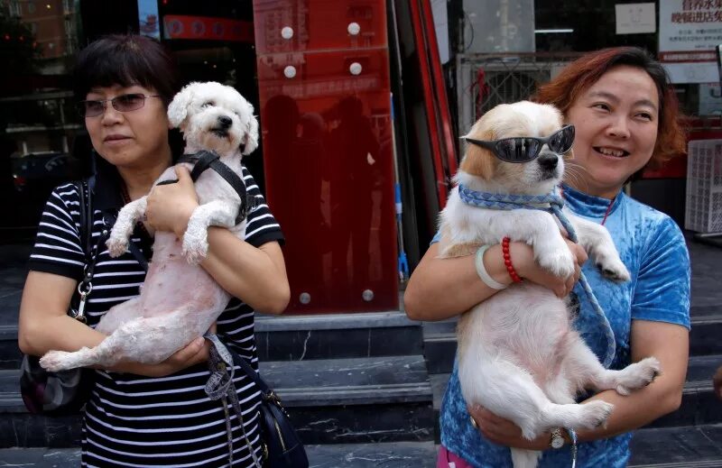 Китайские собаки фото China's Yulin gears up for annual dog-meat festival amidst opposition By Reuters